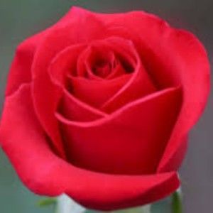 Meet your Posher, Rosa